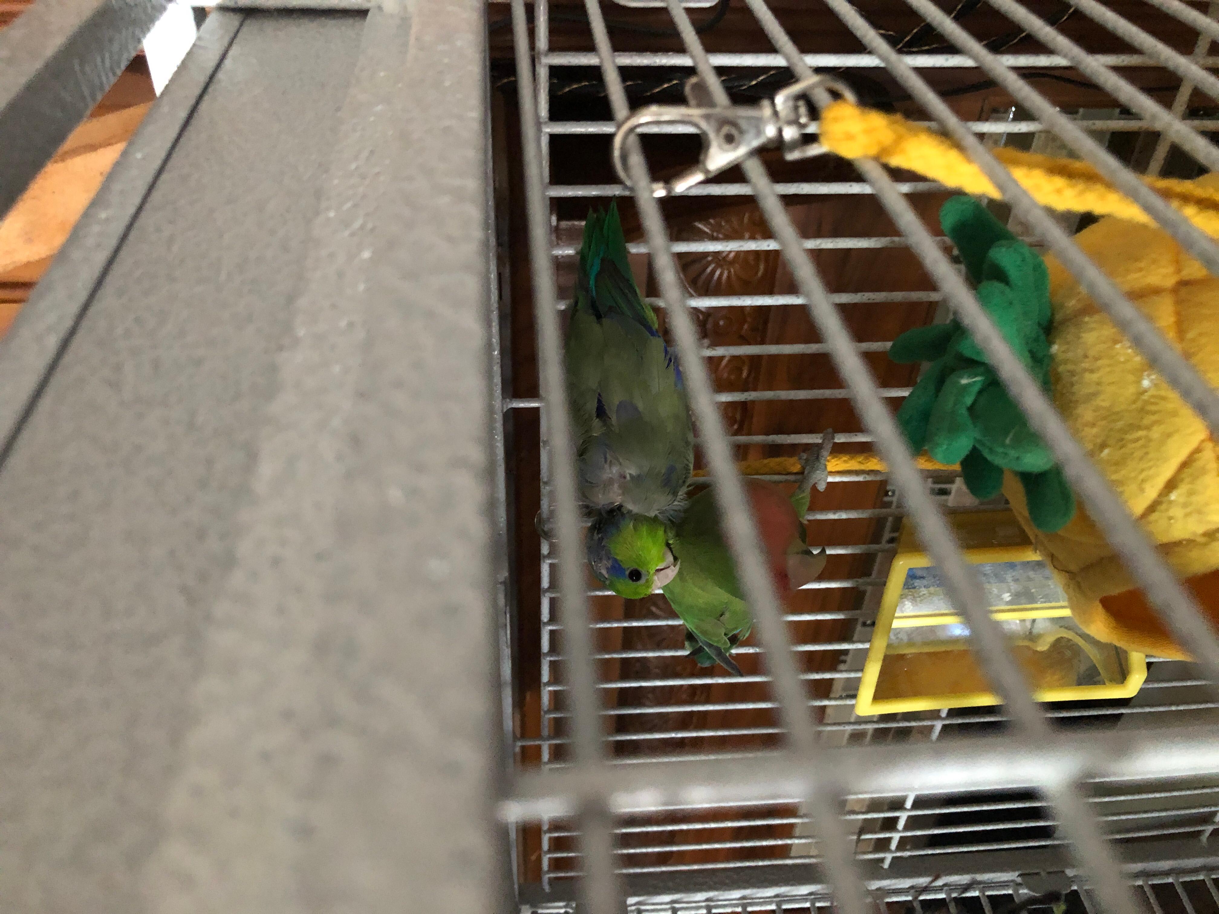 Parrotlet Bathing Requirements For Feathers photo