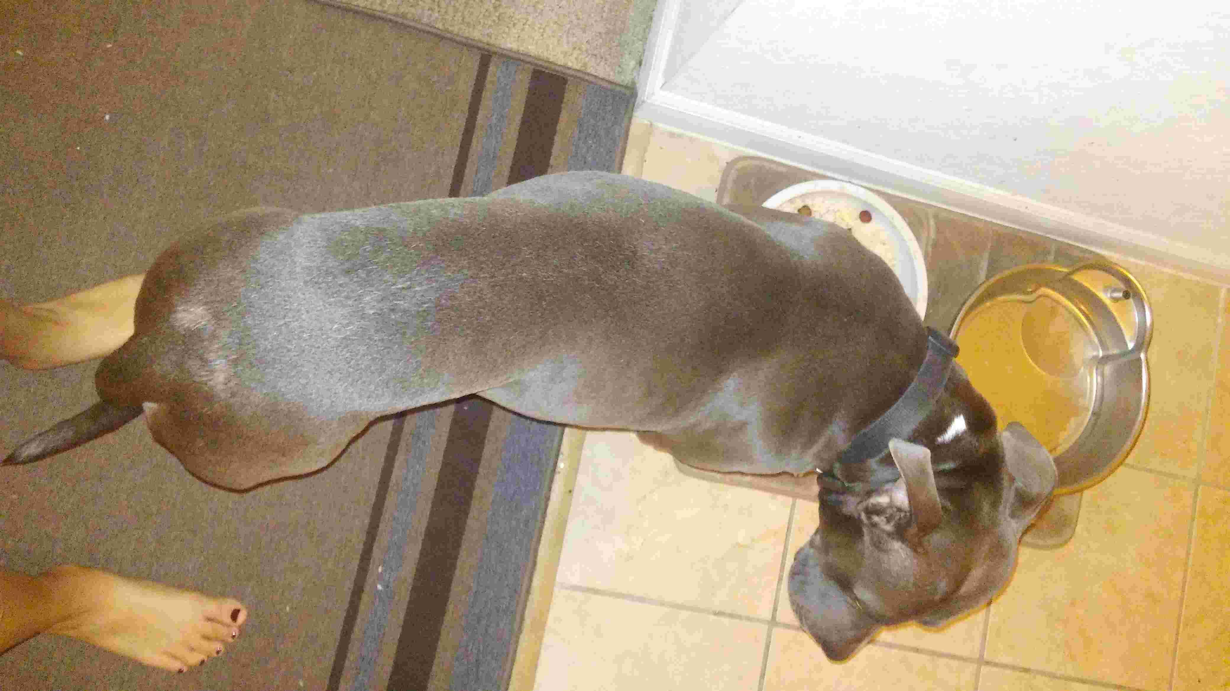 Why is my dog skinny, eats a lot, and poops so frequently? | Petco