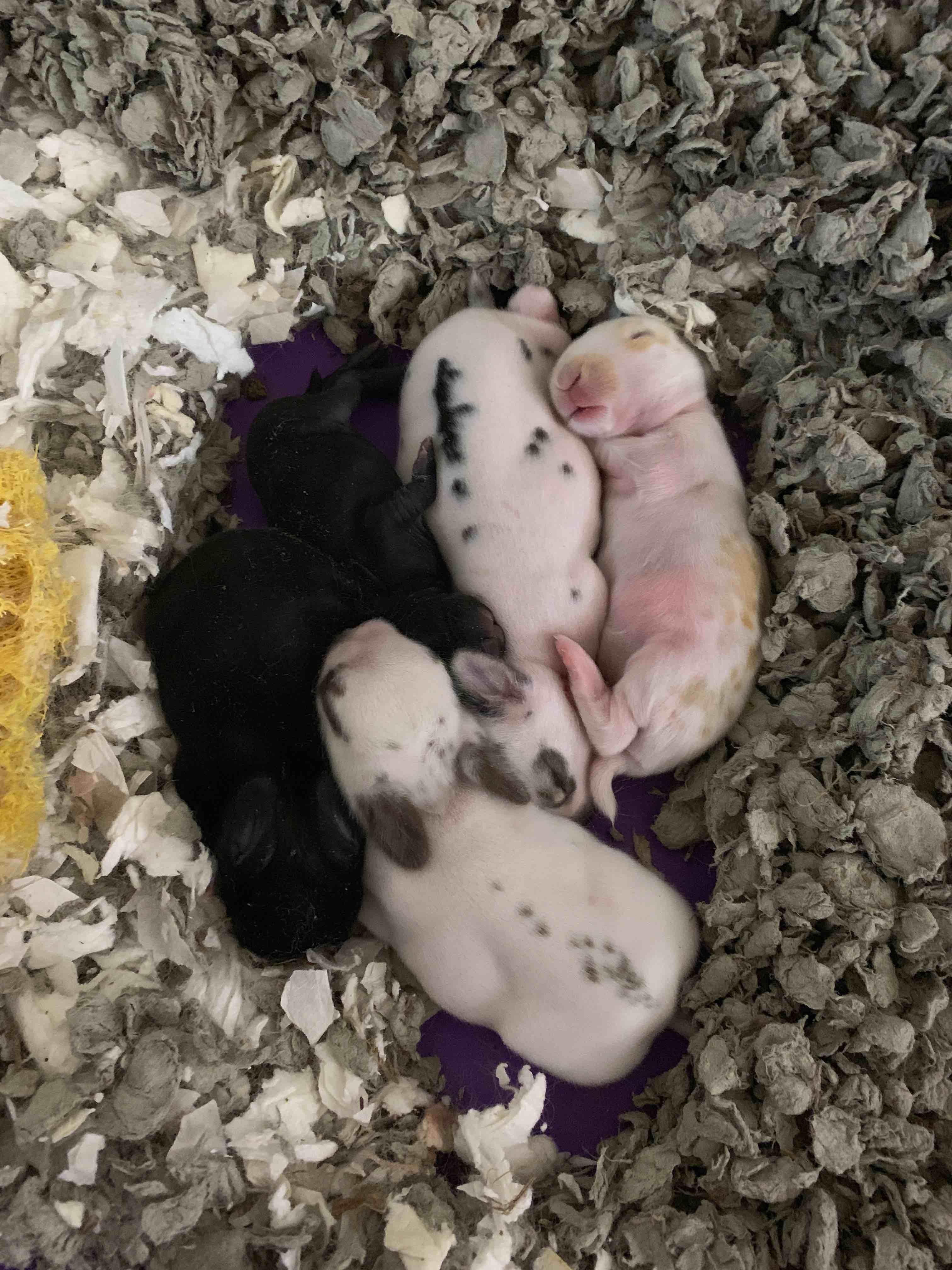 Newborn rabbits are active: Does it mean they're not eating? | Petco