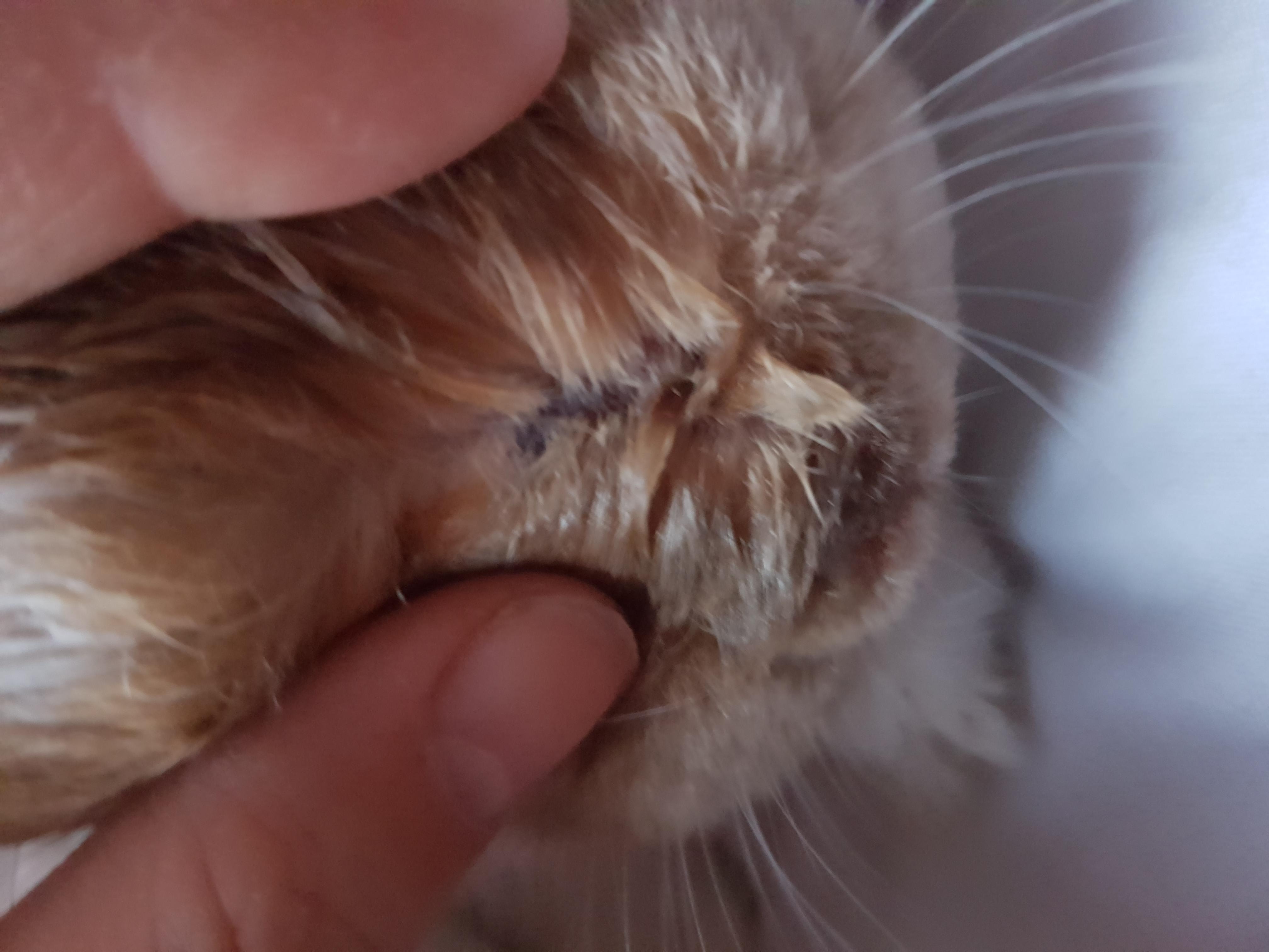 My rabbit has scabs and a wet nose. What could be wrong? | Petco