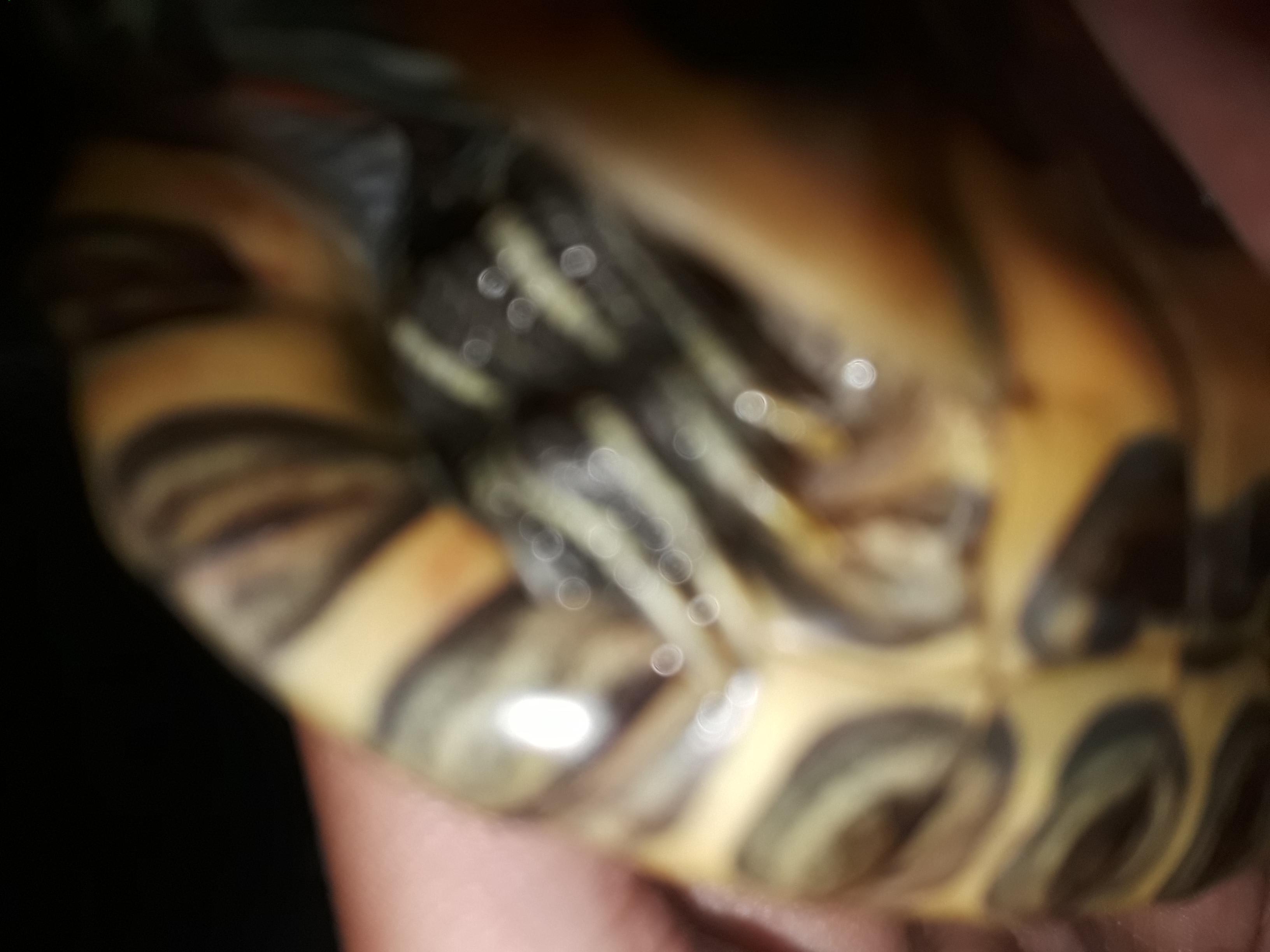 My Turtle's Shell: Red Spot & Getting Soft? What to Do Now | Petco