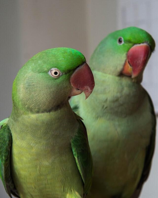 Bird Feather Types, Anatomy, Growth, Color, and Molting