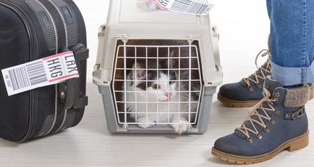 4 Reasons Not to Travel with Your Cat