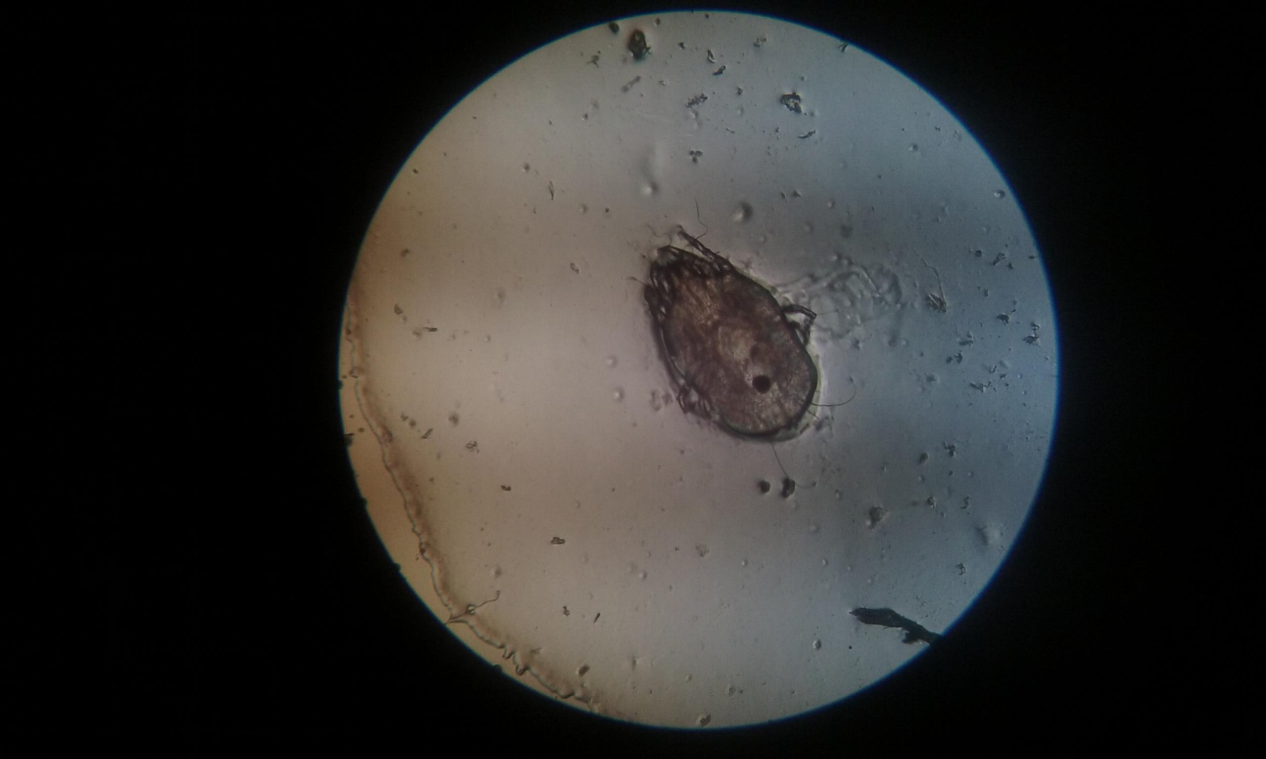 What Mite Did You Find? Identify Rabbit Ear Mites from Your Yard | Petco