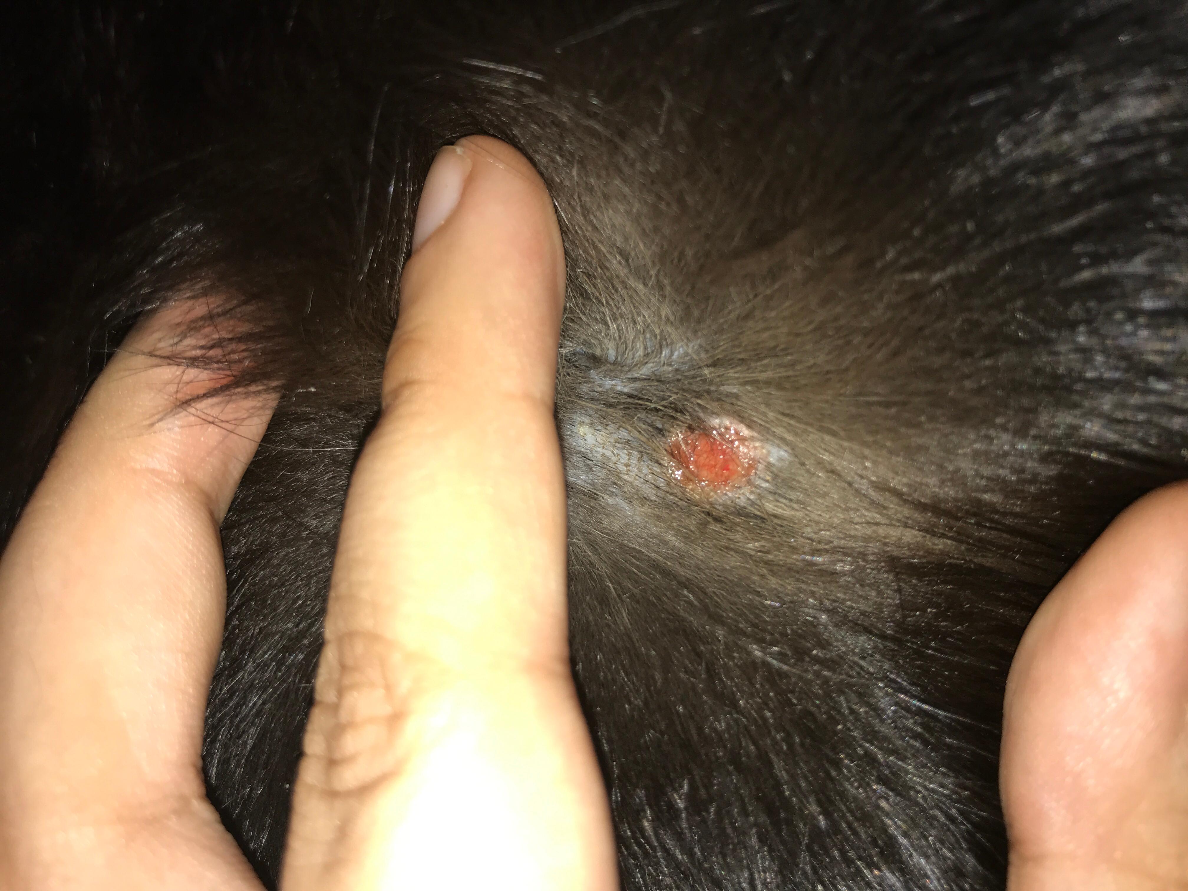 Cat has red, raw, wet spot on thigh: Should you be worried? | Petco