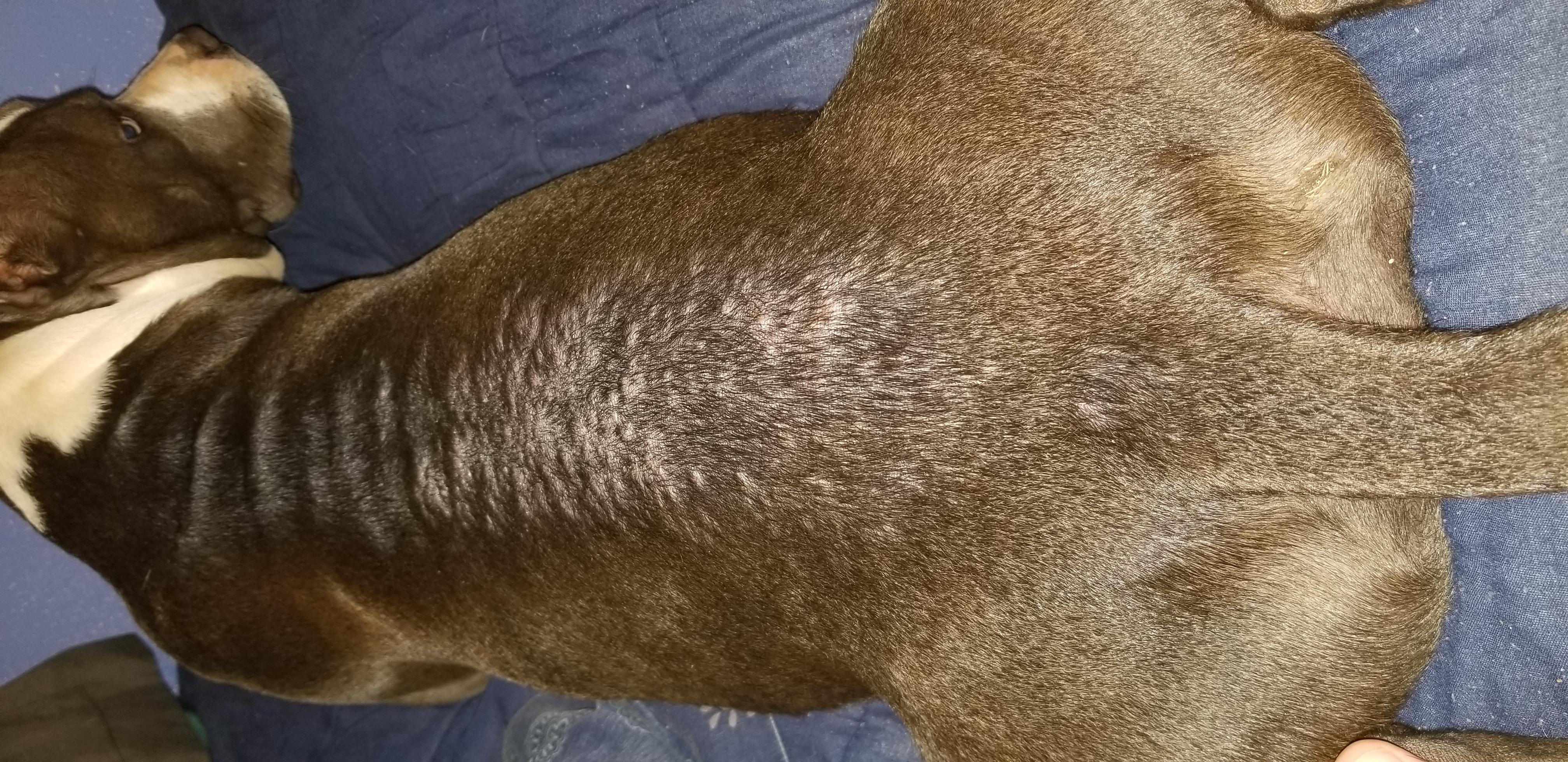 Why does my dog have bumps and a dry spot on his skin suddenly? | Petco