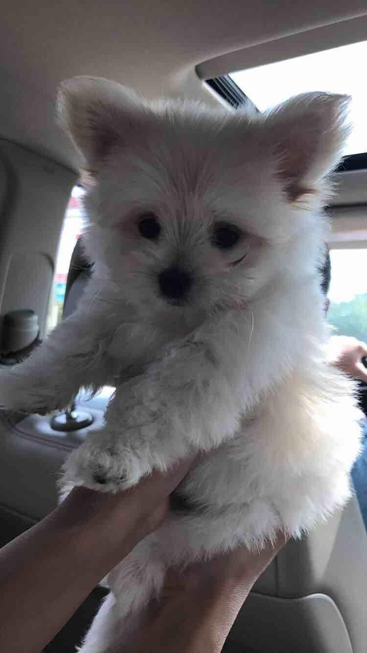 Photo inspiration: Whine When Left Alone Separation Anxiety Reference: Puppy Whines When Left Alone Separation Anxiety What To Do