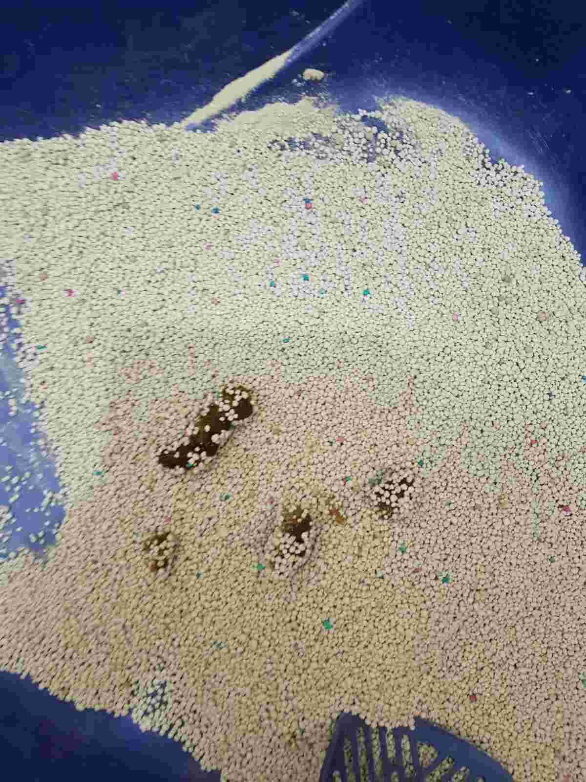 Why Did My Cat Poop Orange Ribbon or Cotton-Like Material? | Petco