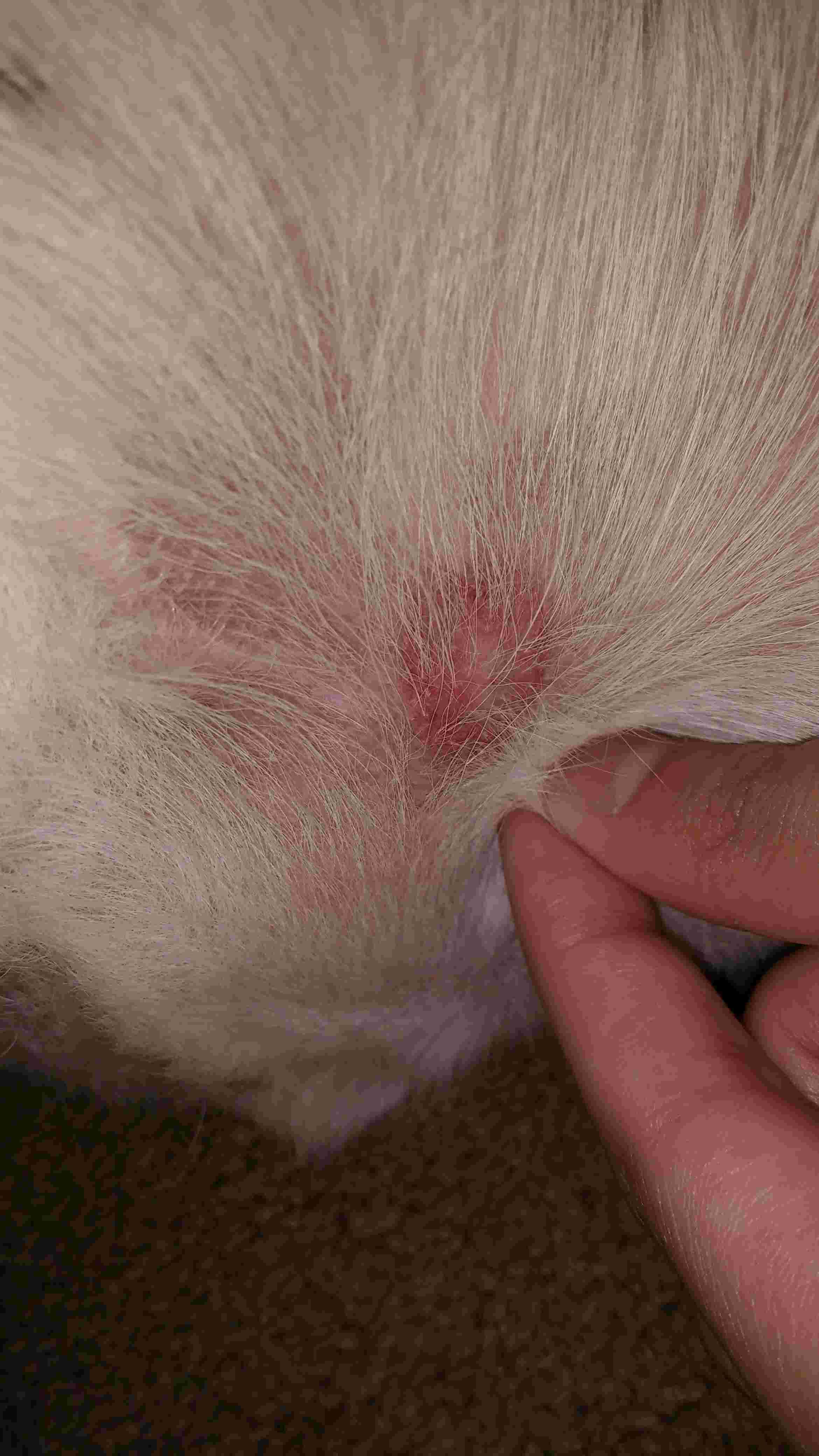 bright pink spot on skin after b12 injection in dogs Dog has a red spot near his penis and is sick. What should I do?