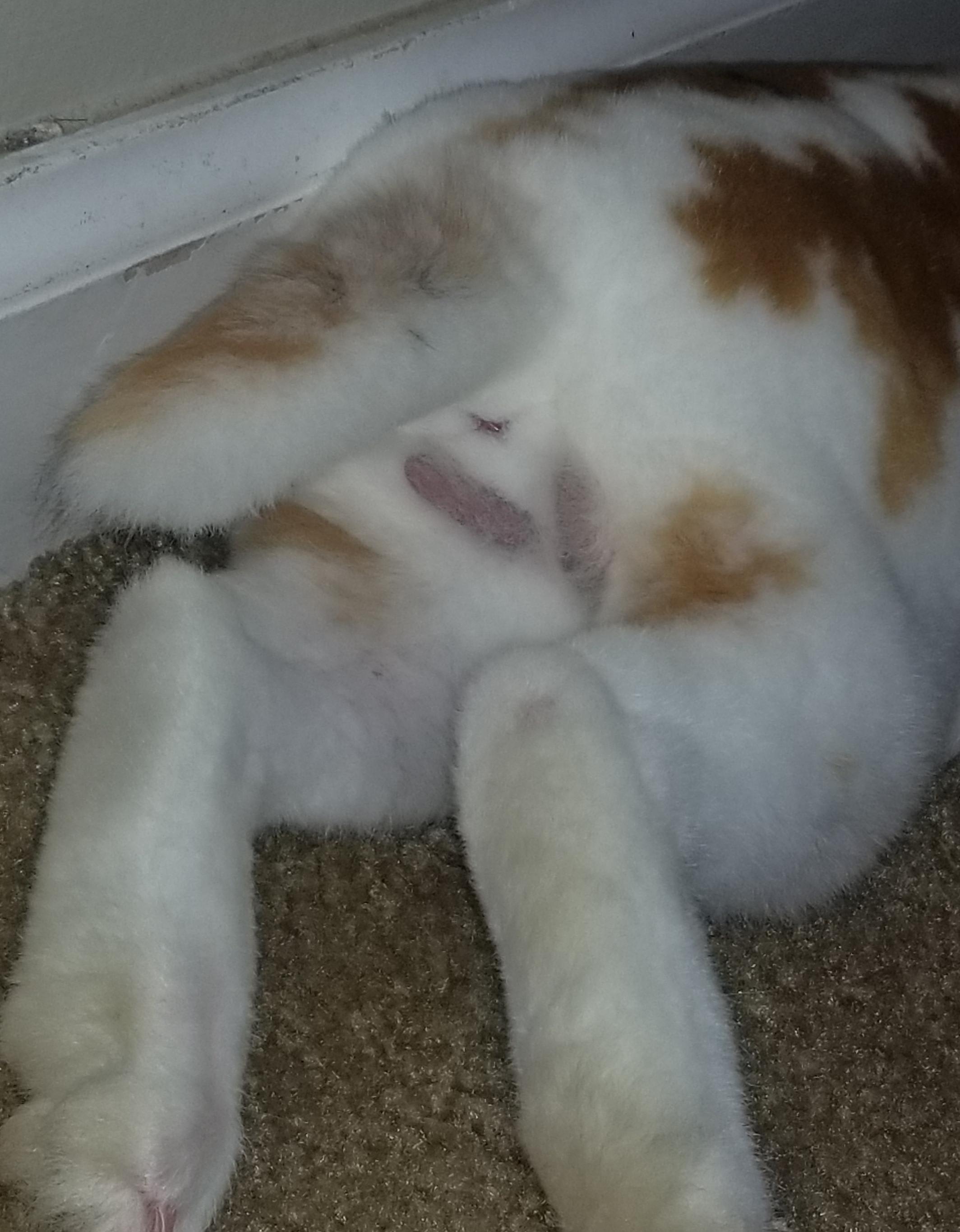 My female bunny has lumps near scent glands. Are they testicles? | Petco