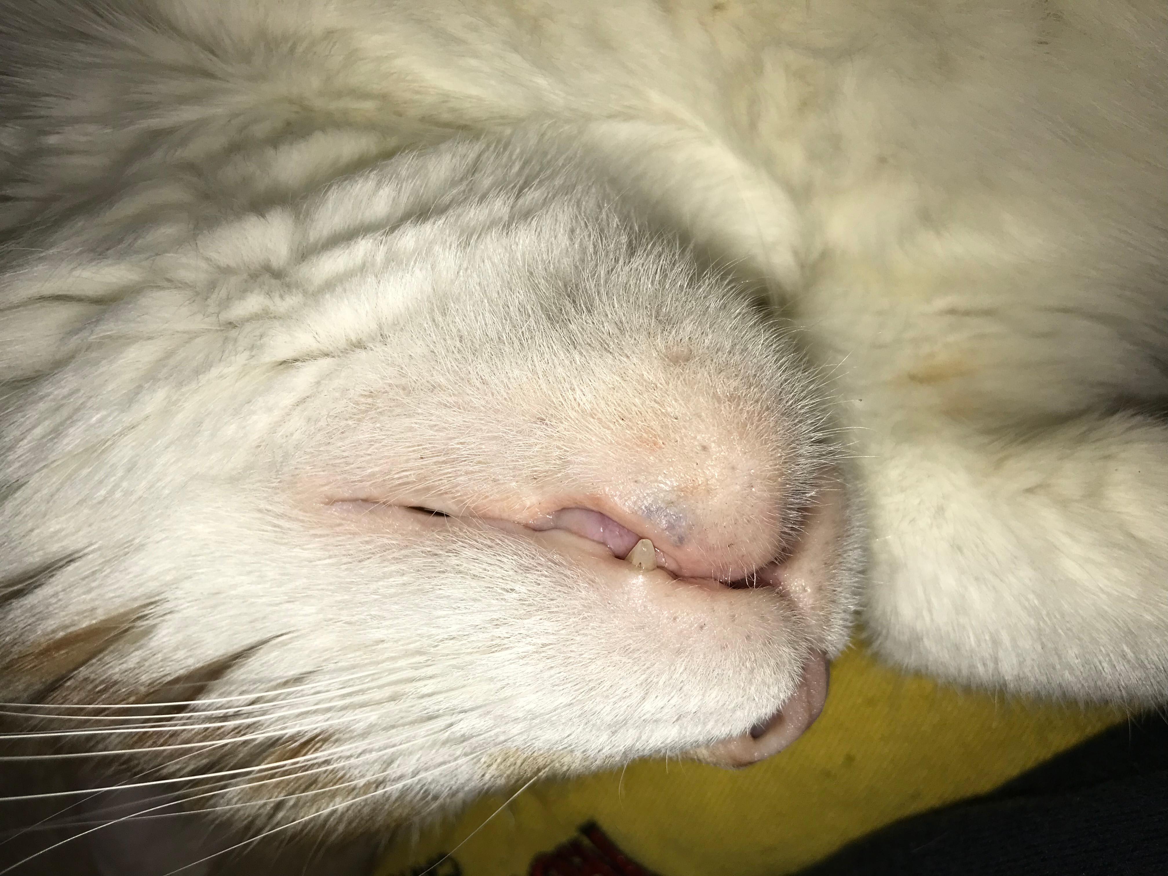 Is It a Bruise or Cyanosis? How to Tell With Your Cat's Lip Spots | Petco