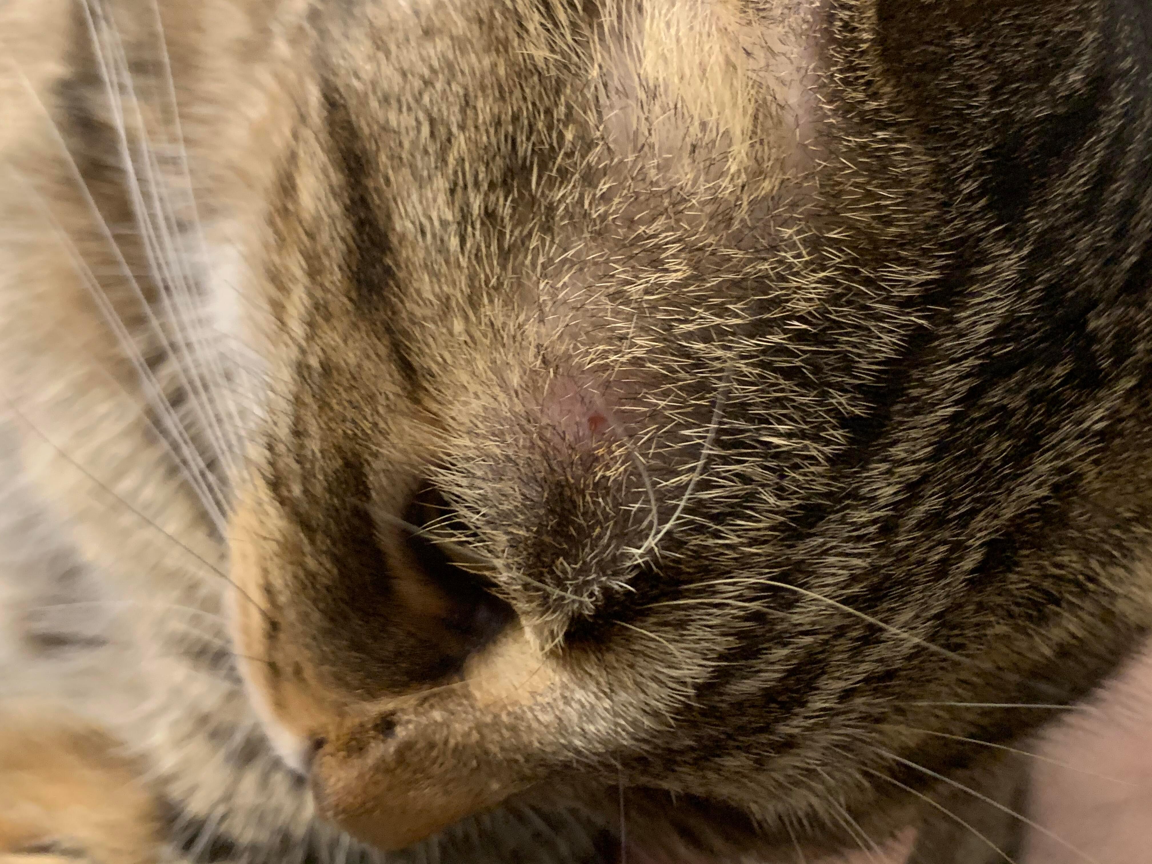 See a Red Spot on Your Cat's Head? Know When to See a Vet | Petco