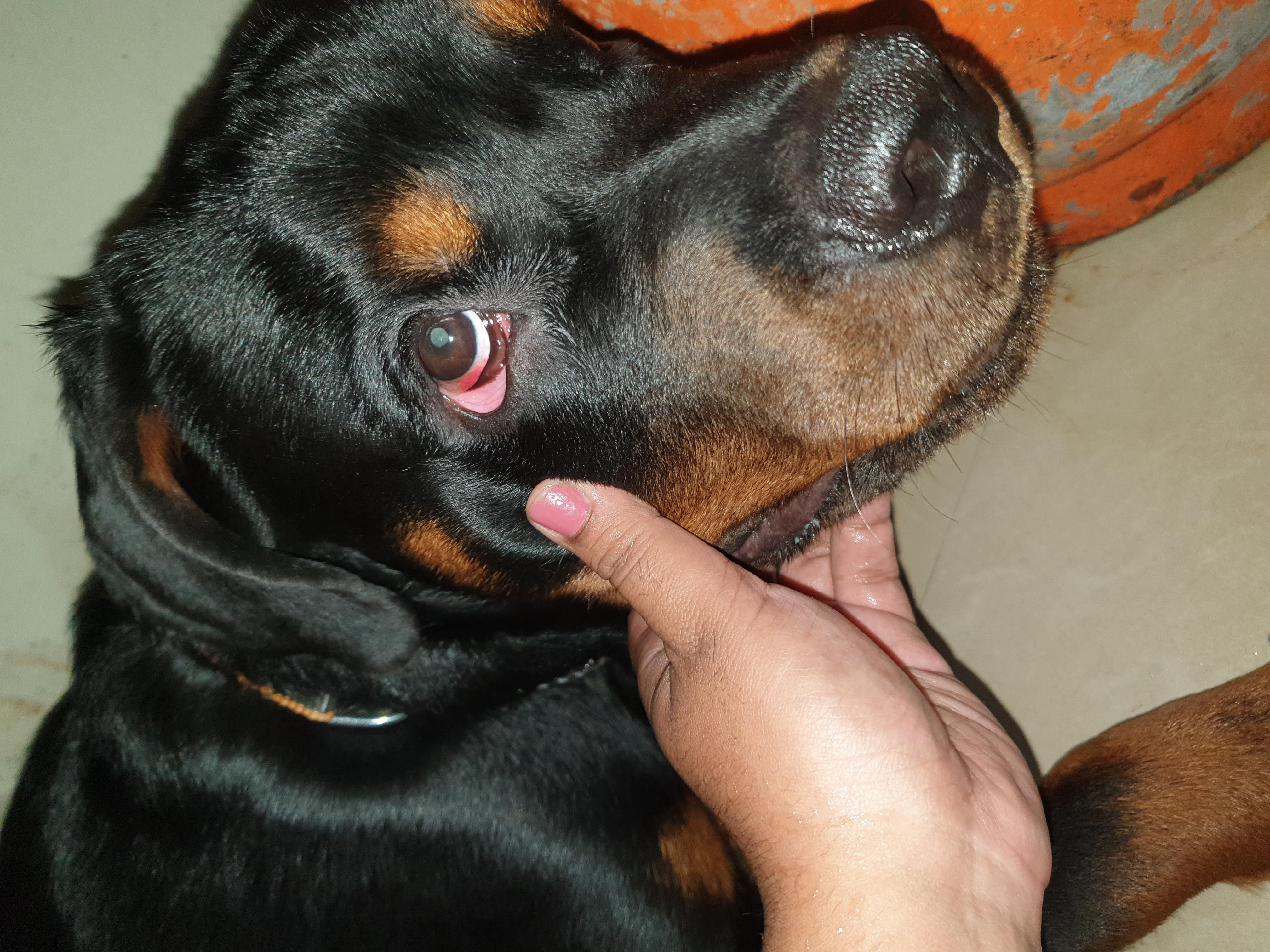 My Dog Has a Red Eye: Is it an Infection? Learn What to Do | Petco