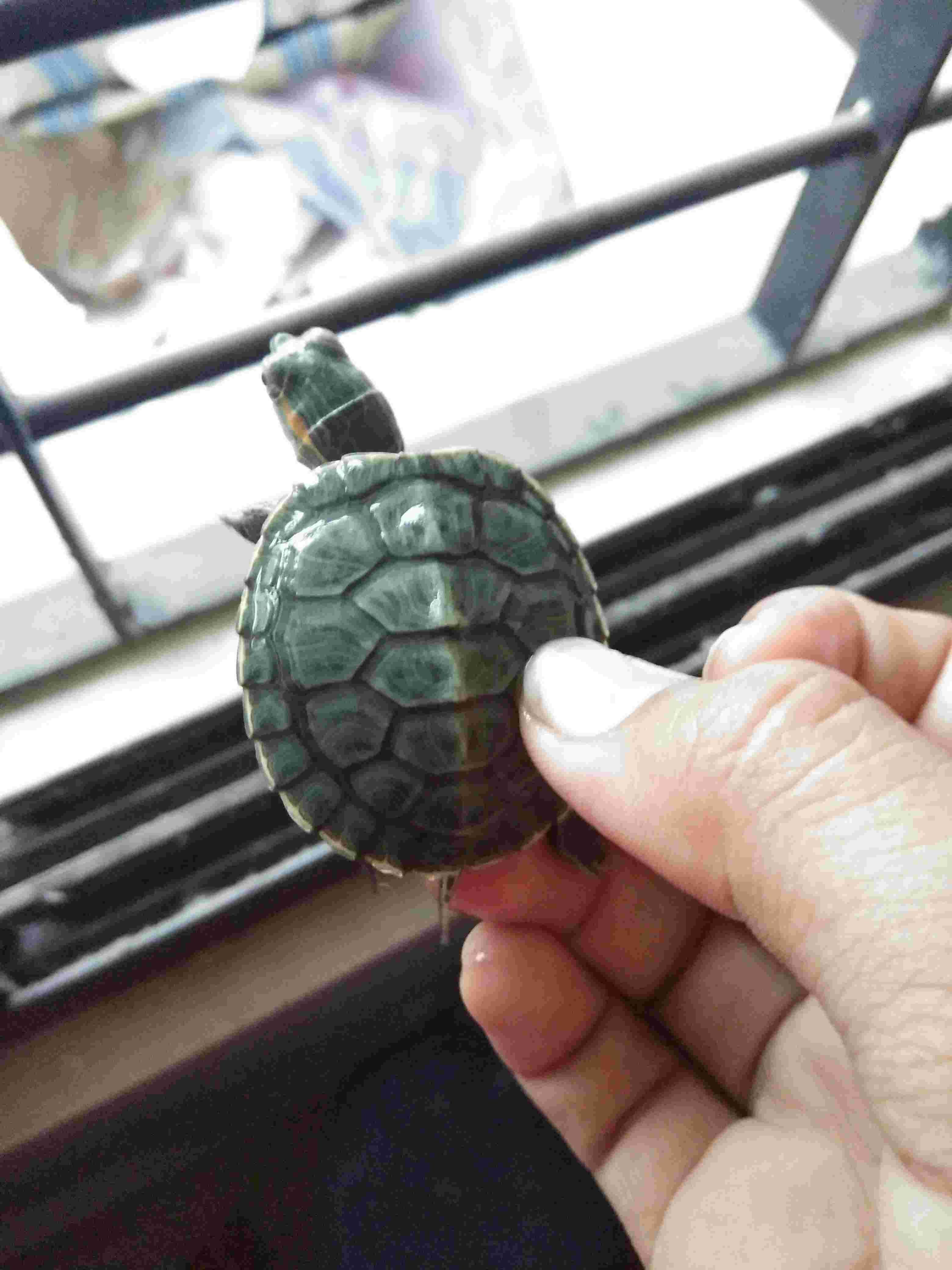 My turtle's shell is fading green with a white line. What now? | Petco