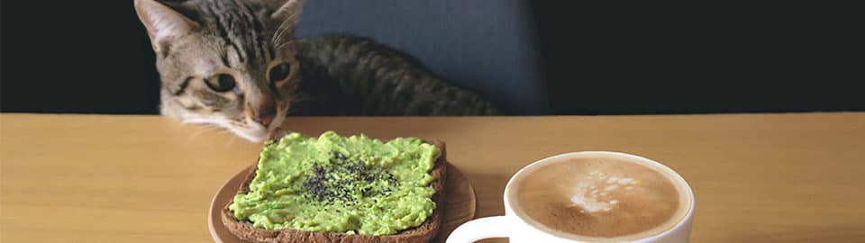 Avocado okay 2025 for cats