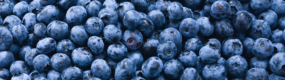 Are blueberries harmful to cats sale