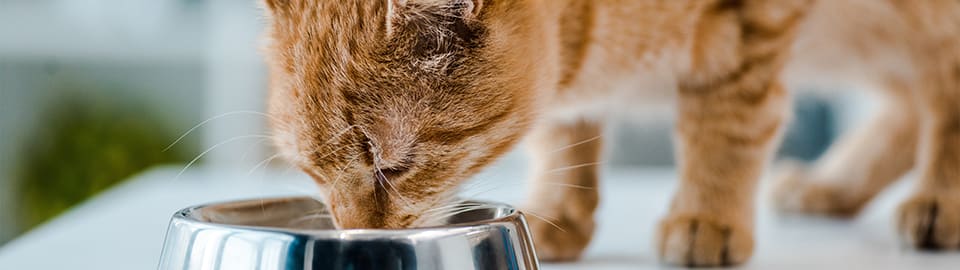 cat eating potatoes