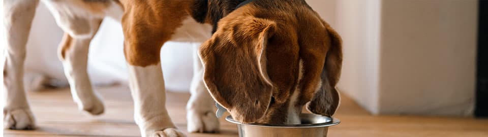 Is it safe for shop dogs to eat bacon