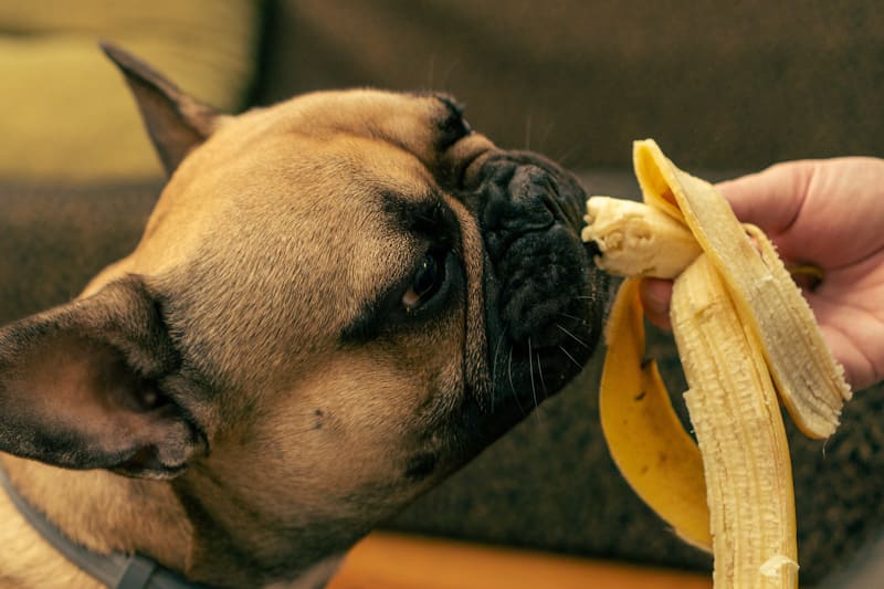 Dog ate banana clearance peel