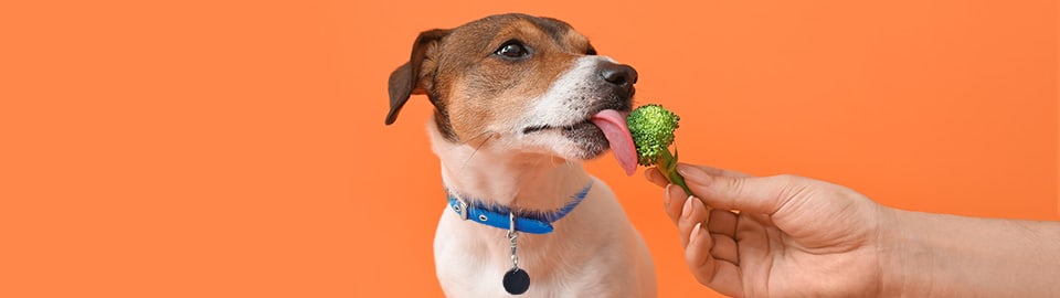 dog eating broccoli