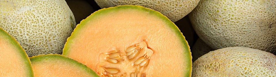 Cantaloupe ok for outlet dogs