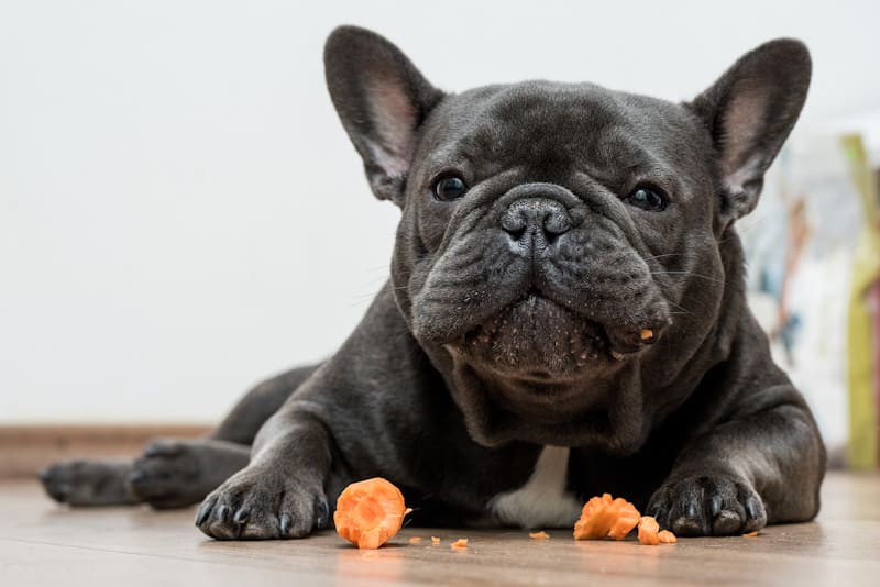 Can dogs eat canned carrots best sale