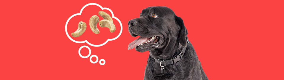 Cashews safe best sale for dogs