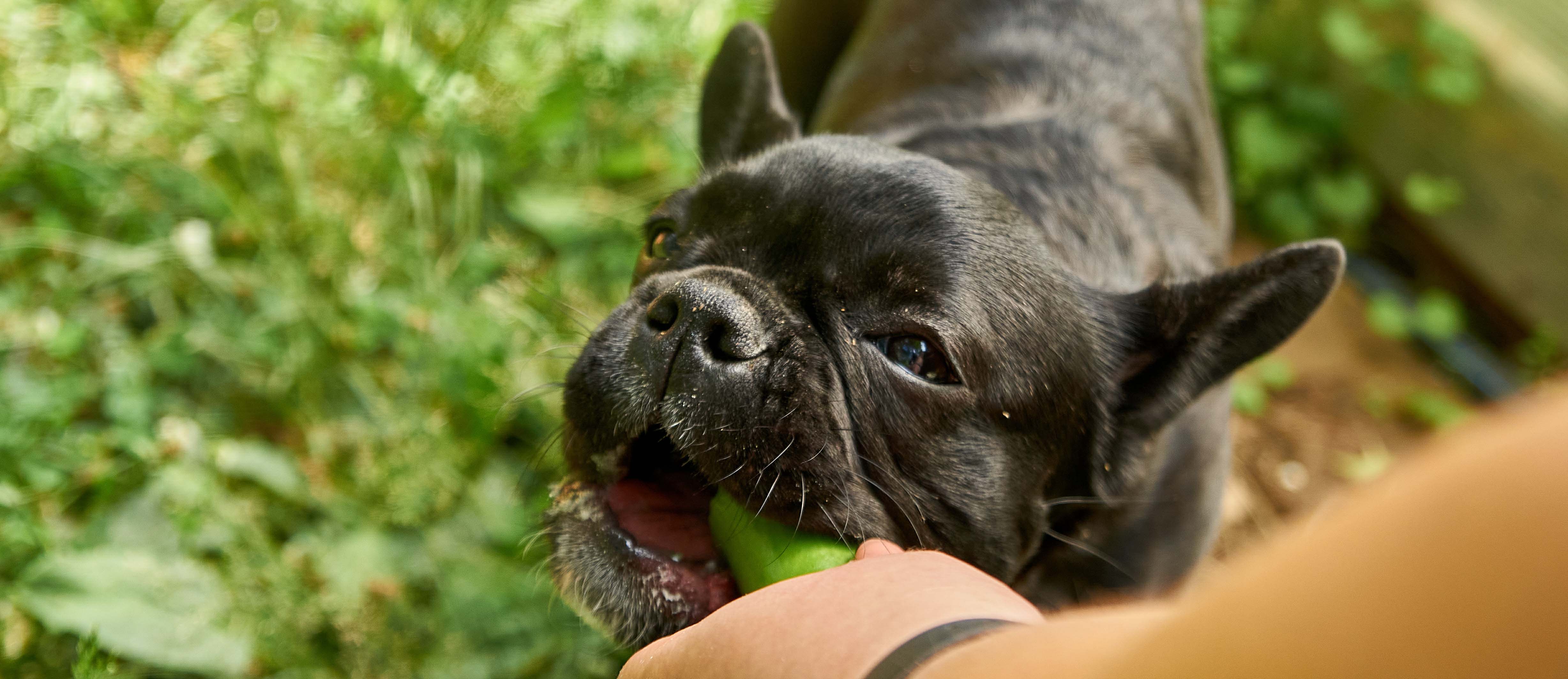 Can Dogs Eat Cucumbers?