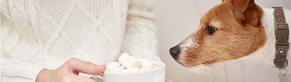 Marshmallow shop dog price