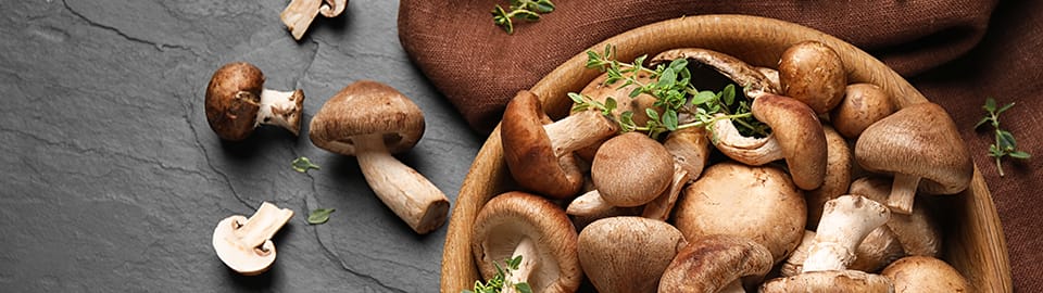 Is mushroom good for clearance dogs