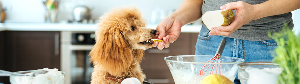 Can dogs eat store pears