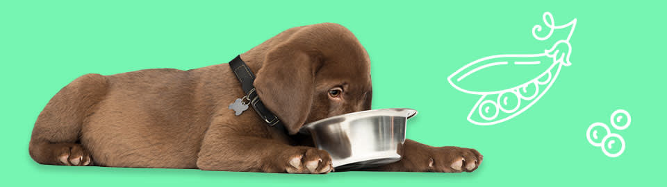dog with a bowl