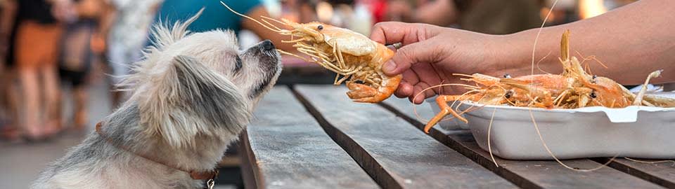 Is shrimp bad for dogs hotsell