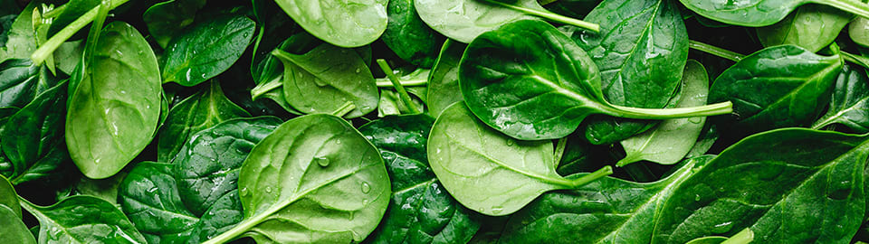 Can dogs 2024 eat spinach leaves