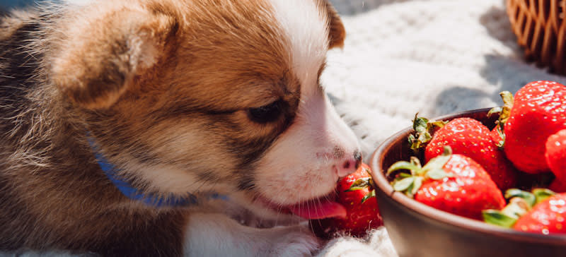 Can my shop dog eat strawberries