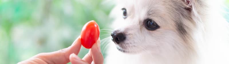 Can Dogs Eat Tomatoes?