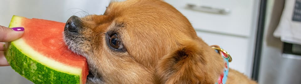 Is watermelon good for dogs store to eat