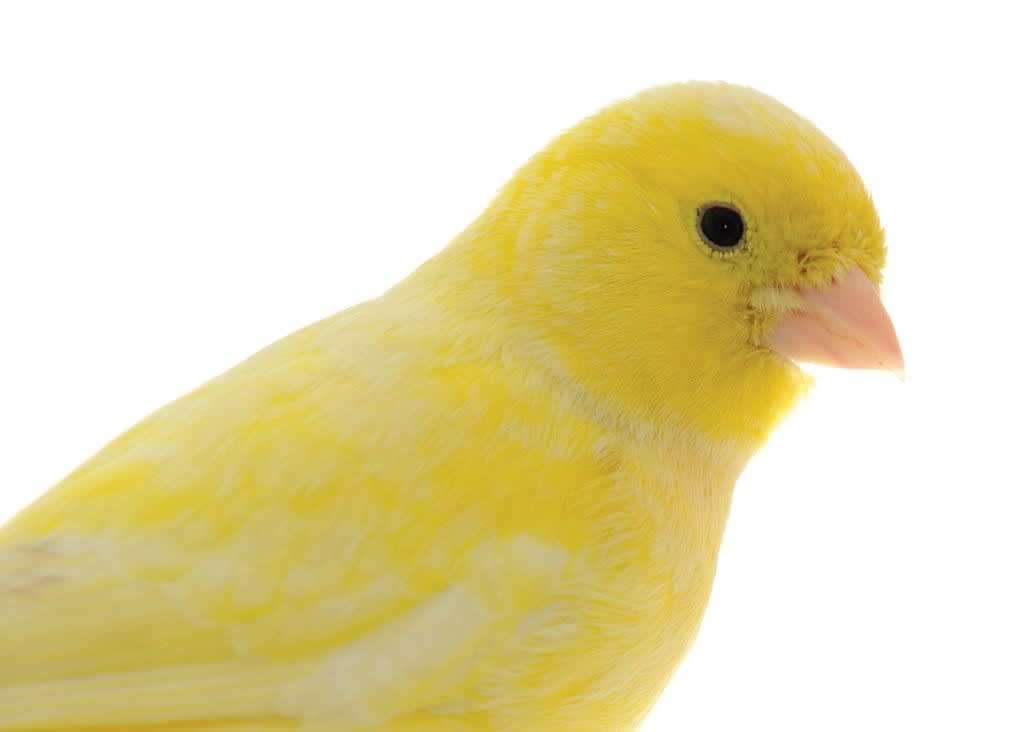 canary pet