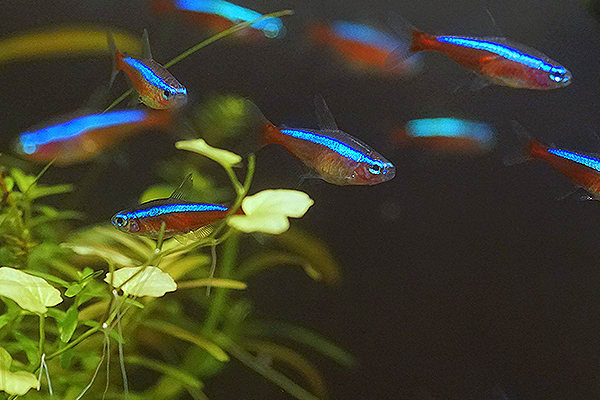 Neon tetra price at 2024 petco