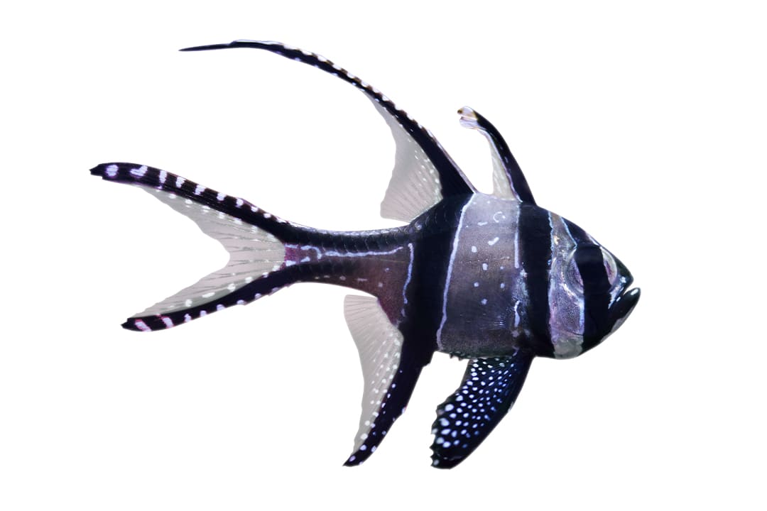 American Flagfish (Jordanella floridae)