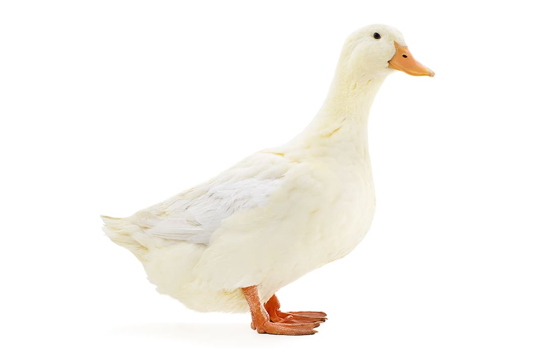 How Long Do Ducks Live?