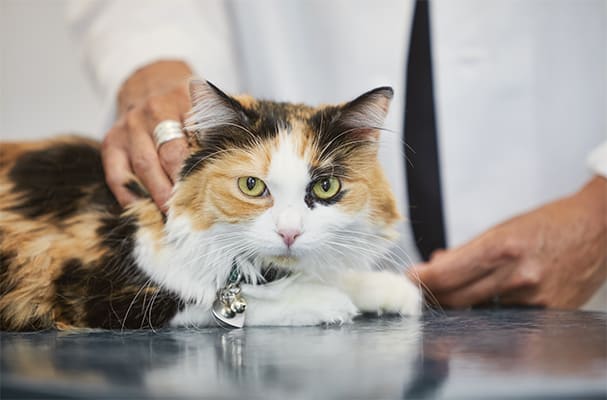 cat in vet office