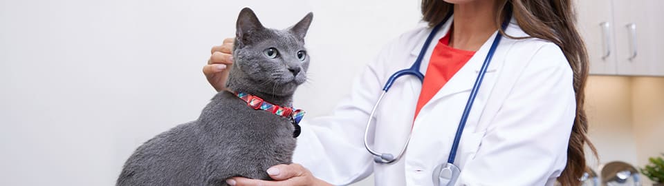 Cat at veterinarian