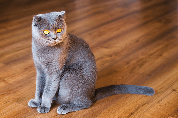 cat sitting on hardwood floor