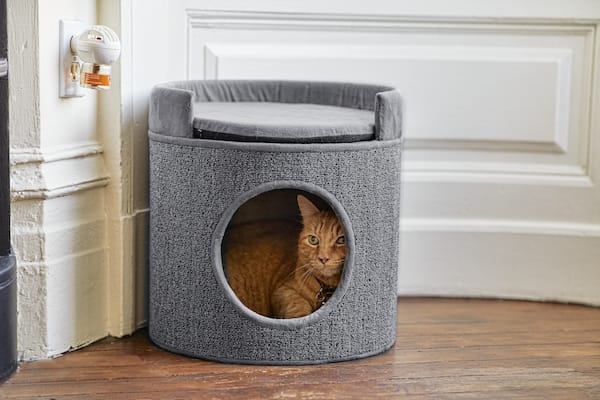 Cat in cat scratcher