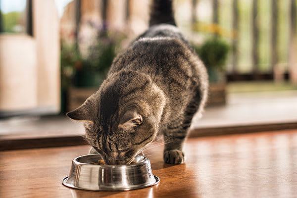cat eating food from silver bowl