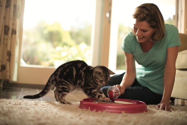 kitten playing with interactive toy