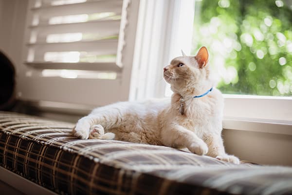 How to Painlessly Get Mats Out of Cat Fur