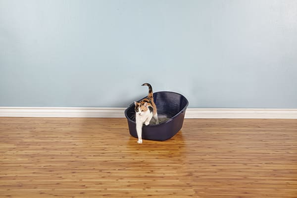 no track litter box