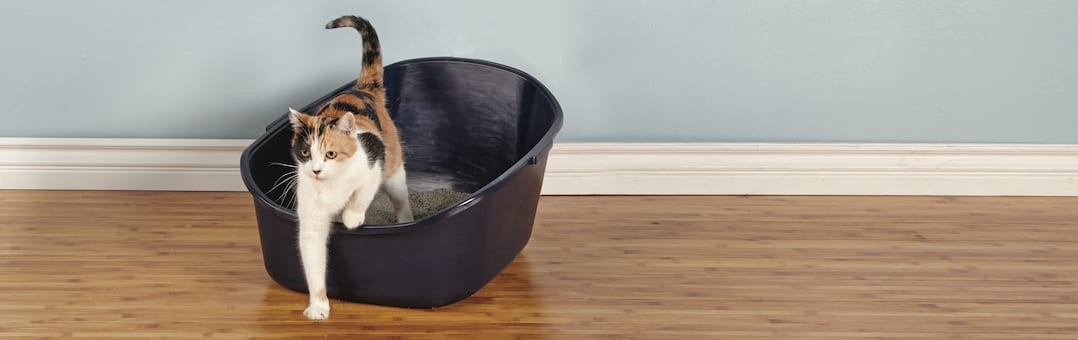 Litter Training Kittens: Easy Tips for Cat Potty Training